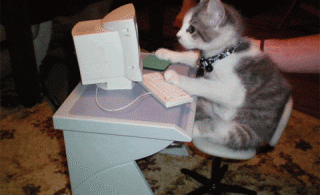 Кот заберет у тебя работу, программист